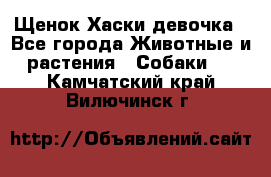 Щенок Хаски девочка - Все города Животные и растения » Собаки   . Камчатский край,Вилючинск г.